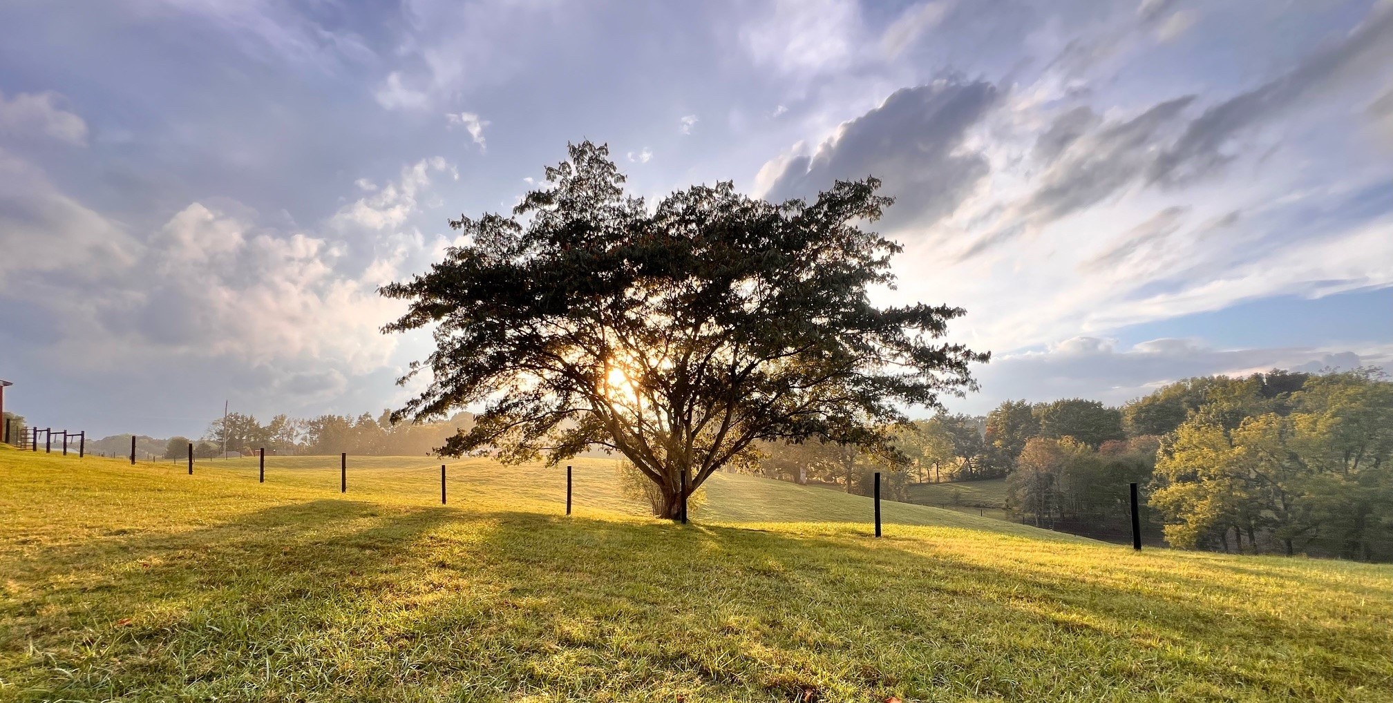 tree in pasture field